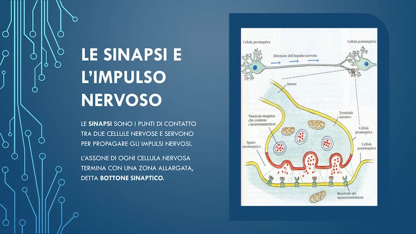 ***
CHE COS'È IL
SISTEMA NERVOSO? È FORMATO DA:
CERVELLO
MIDOLLO SPINALE
ORGANI DI SENSO
NERVI
AL SUO INTERNO È
POSSIBILE
DISTINGUERE UN
SIS