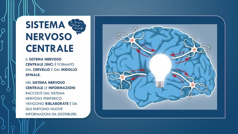 ***
CHE COS'È IL
SISTEMA NERVOSO? È FORMATO DA:
CERVELLO
MIDOLLO SPINALE
ORGANI DI SENSO
NERVI
AL SUO INTERNO È
POSSIBILE
DISTINGUERE UN
SIS