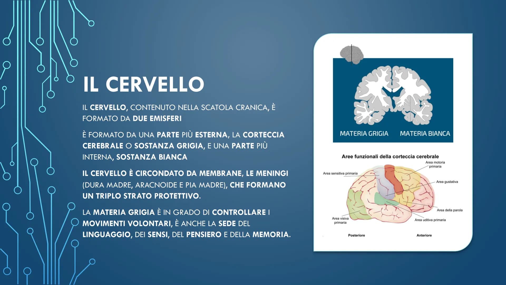 ***
CHE COS'È IL
SISTEMA NERVOSO? È FORMATO DA:
CERVELLO
MIDOLLO SPINALE
ORGANI DI SENSO
NERVI
AL SUO INTERNO È
POSSIBILE
DISTINGUERE UN
SIS