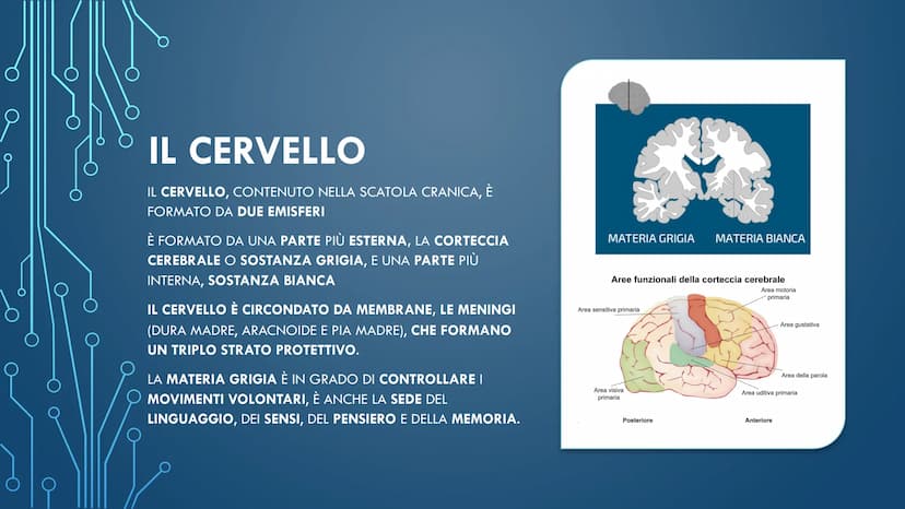 ***
CHE COS'È IL
SISTEMA NERVOSO? È FORMATO DA:
CERVELLO
MIDOLLO SPINALE
ORGANI DI SENSO
NERVI
AL SUO INTERNO È
POSSIBILE
DISTINGUERE UN
SIS