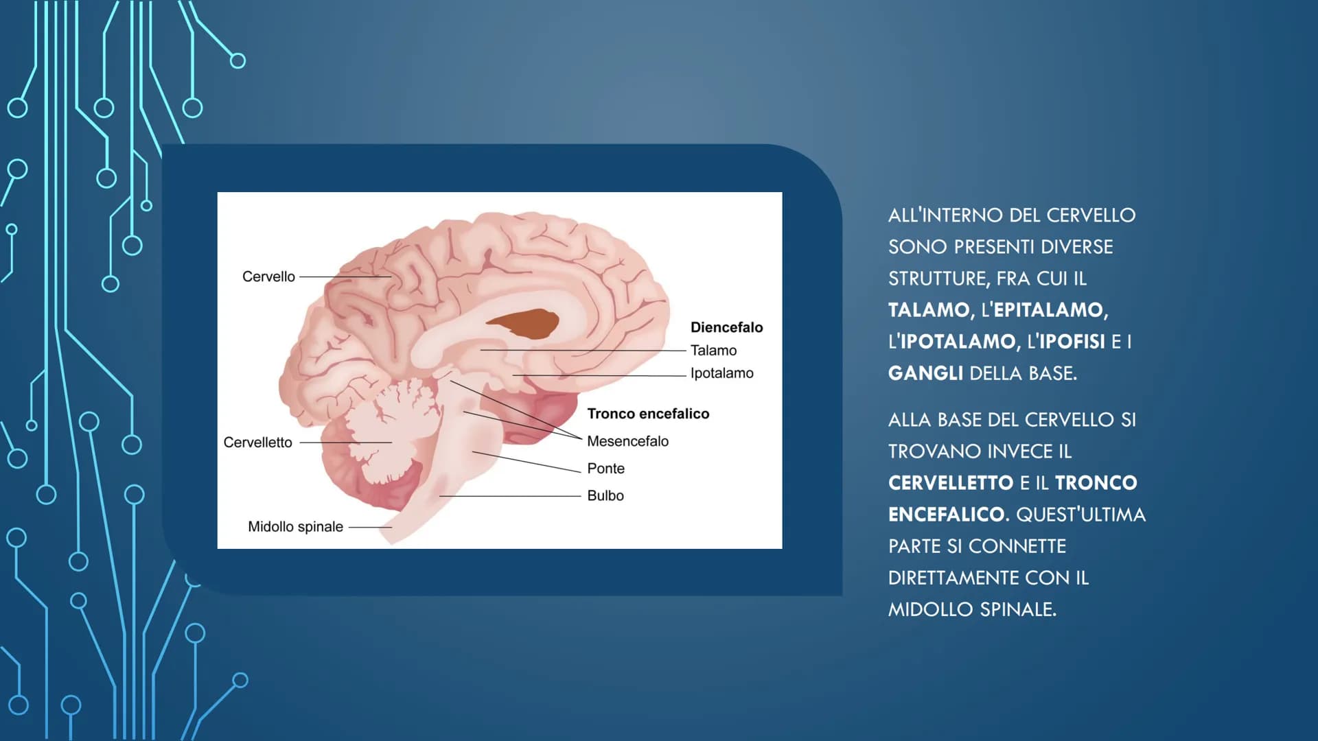 ***
CHE COS'È IL
SISTEMA NERVOSO? È FORMATO DA:
CERVELLO
MIDOLLO SPINALE
ORGANI DI SENSO
NERVI
AL SUO INTERNO È
POSSIBILE
DISTINGUERE UN
SIS