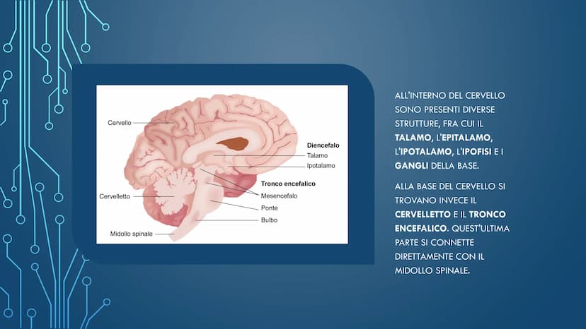 ***
CHE COS'È IL
SISTEMA NERVOSO? È FORMATO DA:
CERVELLO
MIDOLLO SPINALE
ORGANI DI SENSO
NERVI
AL SUO INTERNO È
POSSIBILE
DISTINGUERE UN
SIS