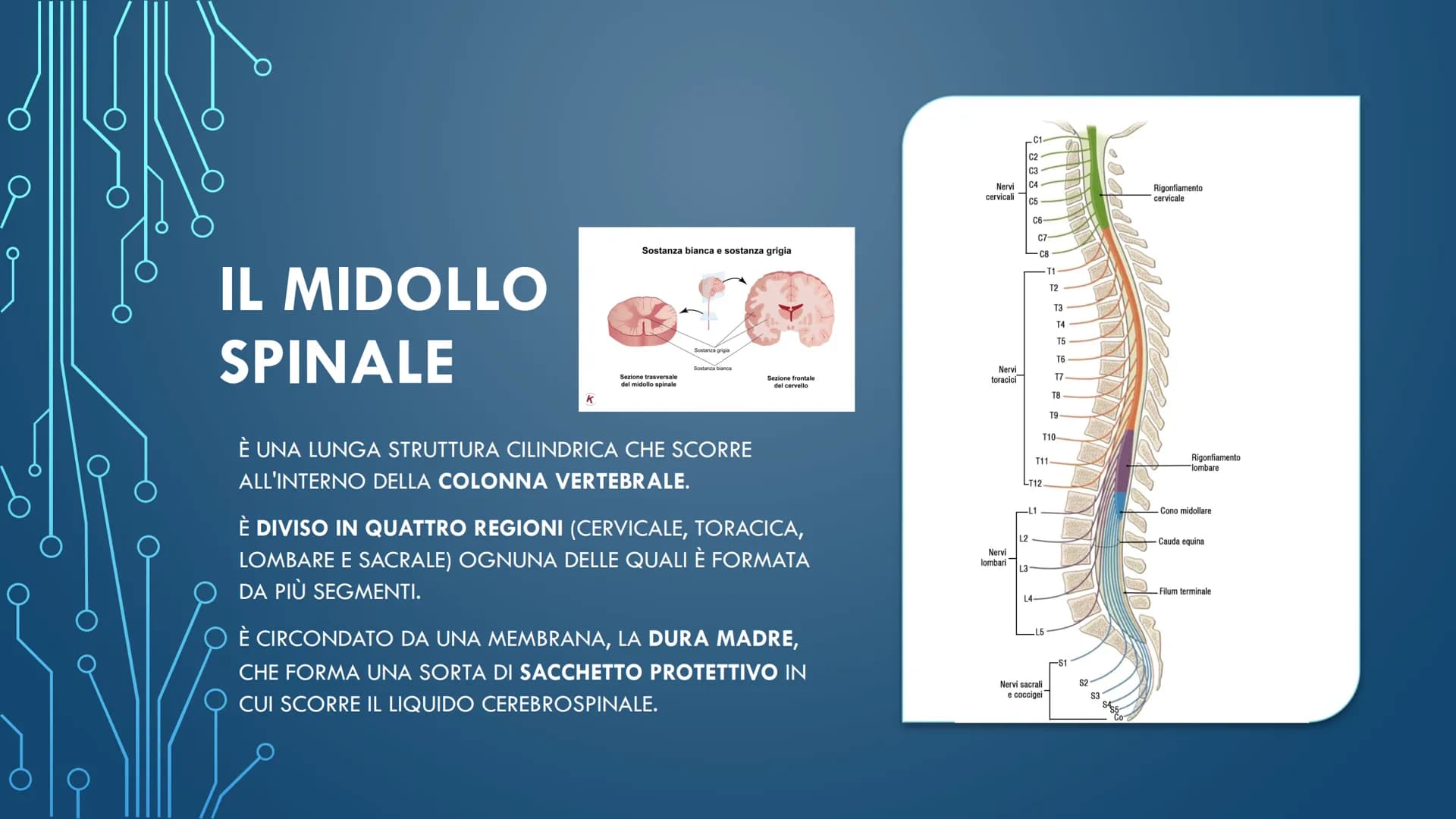 ***
CHE COS'È IL
SISTEMA NERVOSO? È FORMATO DA:
CERVELLO
MIDOLLO SPINALE
ORGANI DI SENSO
NERVI
AL SUO INTERNO È
POSSIBILE
DISTINGUERE UN
SIS