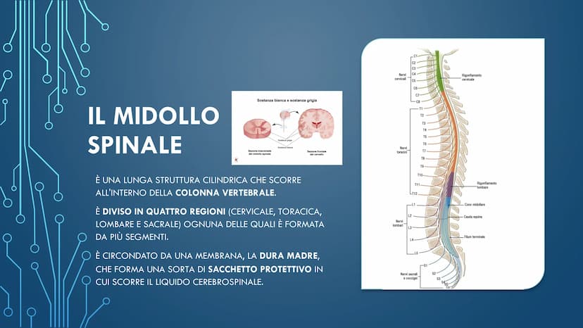 ***
CHE COS'È IL
SISTEMA NERVOSO? È FORMATO DA:
CERVELLO
MIDOLLO SPINALE
ORGANI DI SENSO
NERVI
AL SUO INTERNO È
POSSIBILE
DISTINGUERE UN
SIS