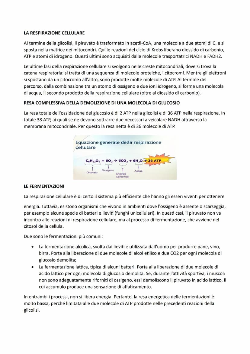 LA CELLULA E IL SUO METABOLISMO
Negli organuli cellulari, si svolgono reazioni chimiche, che possiamo considerare il lavoro della
cellula e 
