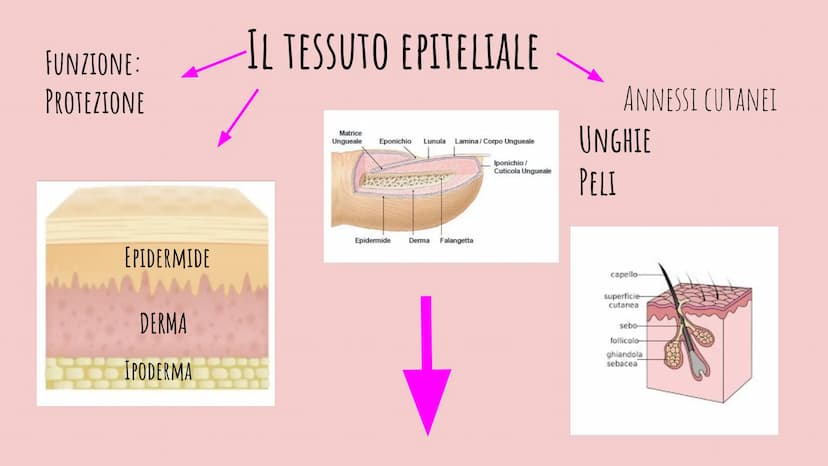 LA PELLE
CHIARA PIROZZI 2F FUNZIONE:
PROTEZIONE
EPIDERMIDE
DERMA
IPODERMA
IL TESSUTO EPITELIALE
Matrice
Ungueale Eponichio Lunula
Lamina/Cor