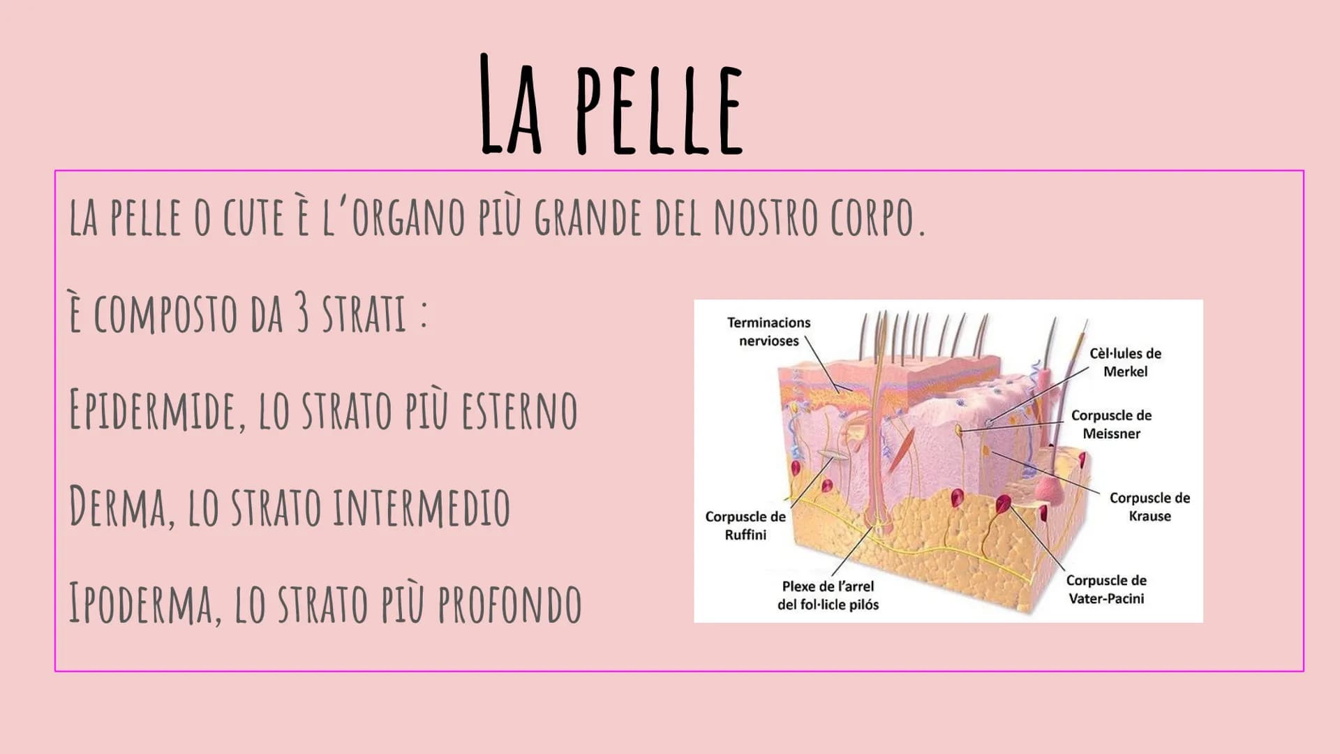 LA PELLE
CHIARA PIROZZI 2F FUNZIONE:
PROTEZIONE
EPIDERMIDE
DERMA
IPODERMA
IL TESSUTO EPITELIALE
Matrice
Ungueale Eponichio Lunula
Lamina/Cor