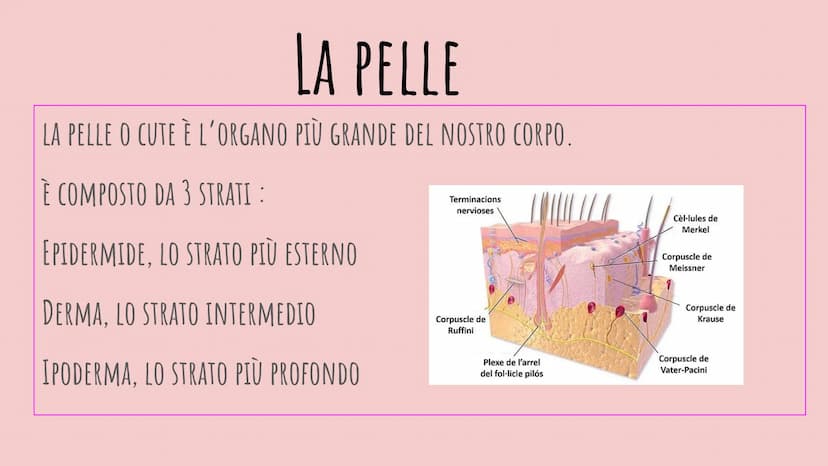 LA PELLE
CHIARA PIROZZI 2F FUNZIONE:
PROTEZIONE
EPIDERMIDE
DERMA
IPODERMA
IL TESSUTO EPITELIALE
Matrice
Ungueale Eponichio Lunula
Lamina/Cor