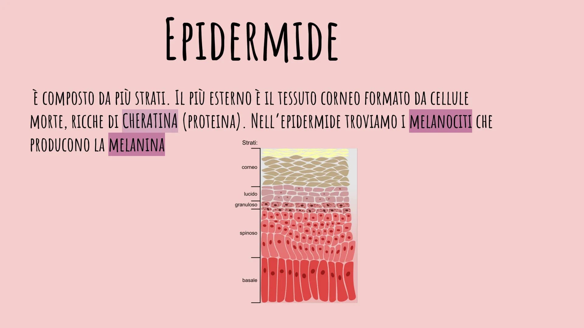 LA PELLE
CHIARA PIROZZI 2F FUNZIONE:
PROTEZIONE
EPIDERMIDE
DERMA
IPODERMA
IL TESSUTO EPITELIALE
Matrice
Ungueale Eponichio Lunula
Lamina/Cor