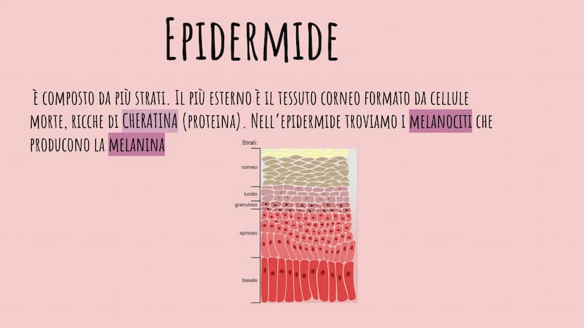 LA PELLE
CHIARA PIROZZI 2F FUNZIONE:
PROTEZIONE
EPIDERMIDE
DERMA
IPODERMA
IL TESSUTO EPITELIALE
Matrice
Ungueale Eponichio Lunula
Lamina/Cor
