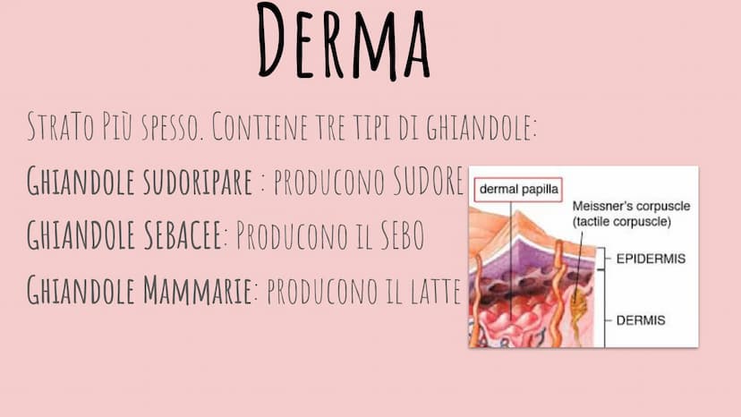 LA PELLE
CHIARA PIROZZI 2F FUNZIONE:
PROTEZIONE
EPIDERMIDE
DERMA
IPODERMA
IL TESSUTO EPITELIALE
Matrice
Ungueale Eponichio Lunula
Lamina/Cor