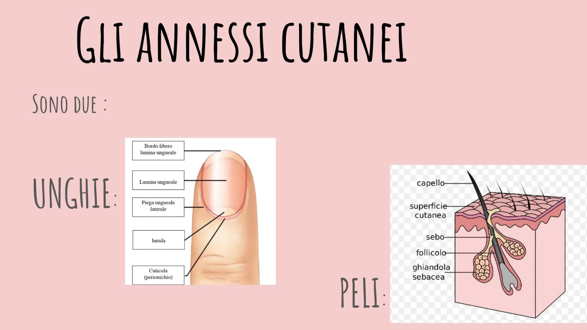 LA PELLE
CHIARA PIROZZI 2F FUNZIONE:
PROTEZIONE
EPIDERMIDE
DERMA
IPODERMA
IL TESSUTO EPITELIALE
Matrice
Ungueale Eponichio Lunula
Lamina/Cor