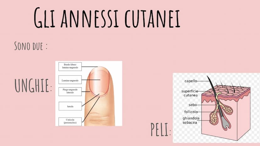 LA PELLE
CHIARA PIROZZI 2F FUNZIONE:
PROTEZIONE
EPIDERMIDE
DERMA
IPODERMA
IL TESSUTO EPITELIALE
Matrice
Ungueale Eponichio Lunula
Lamina/Cor