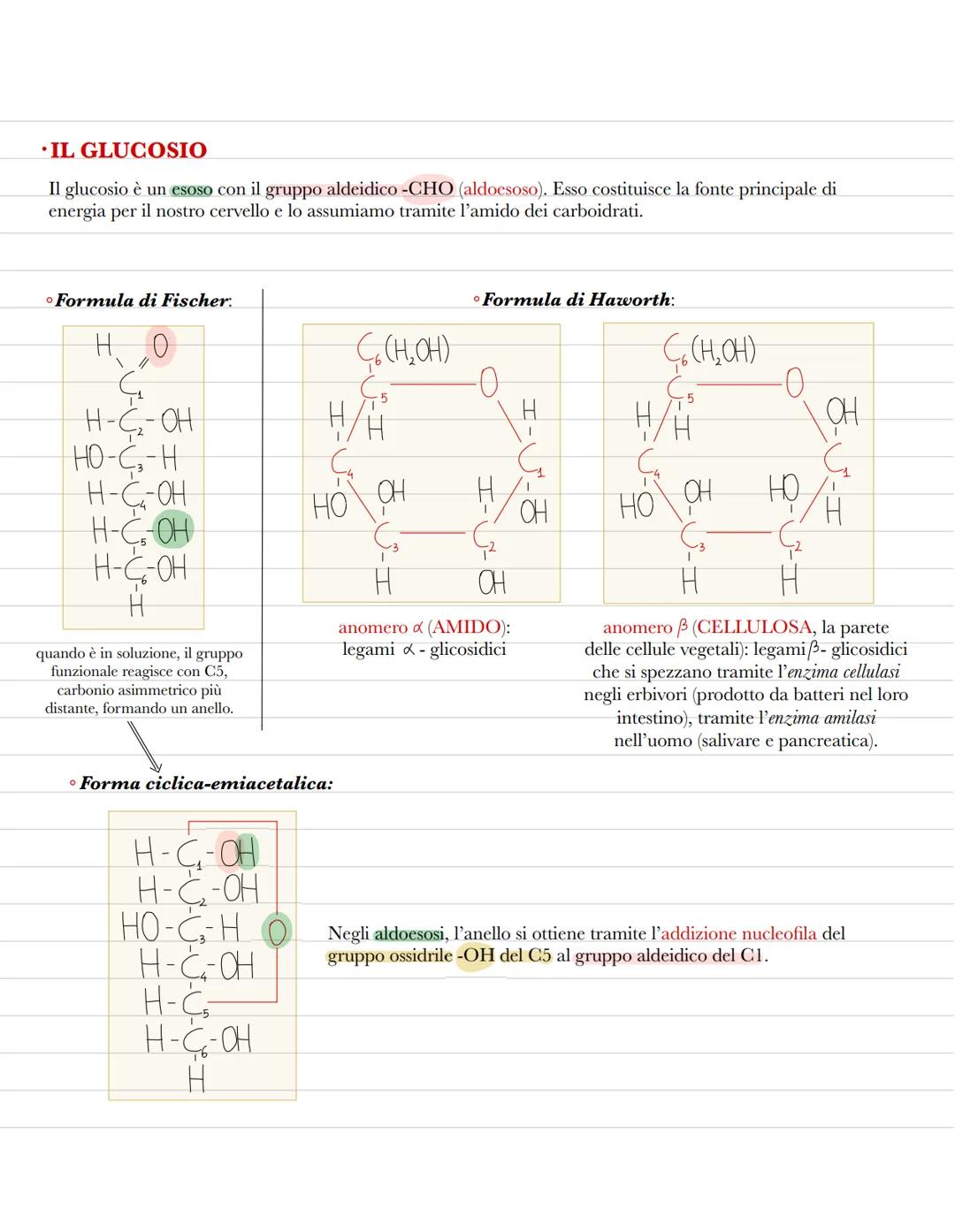 Le biomolecole
La biochimica studia la struttura delle biomolecole, le molecole organiche che formano la struttura delle
cellule e svolgono 