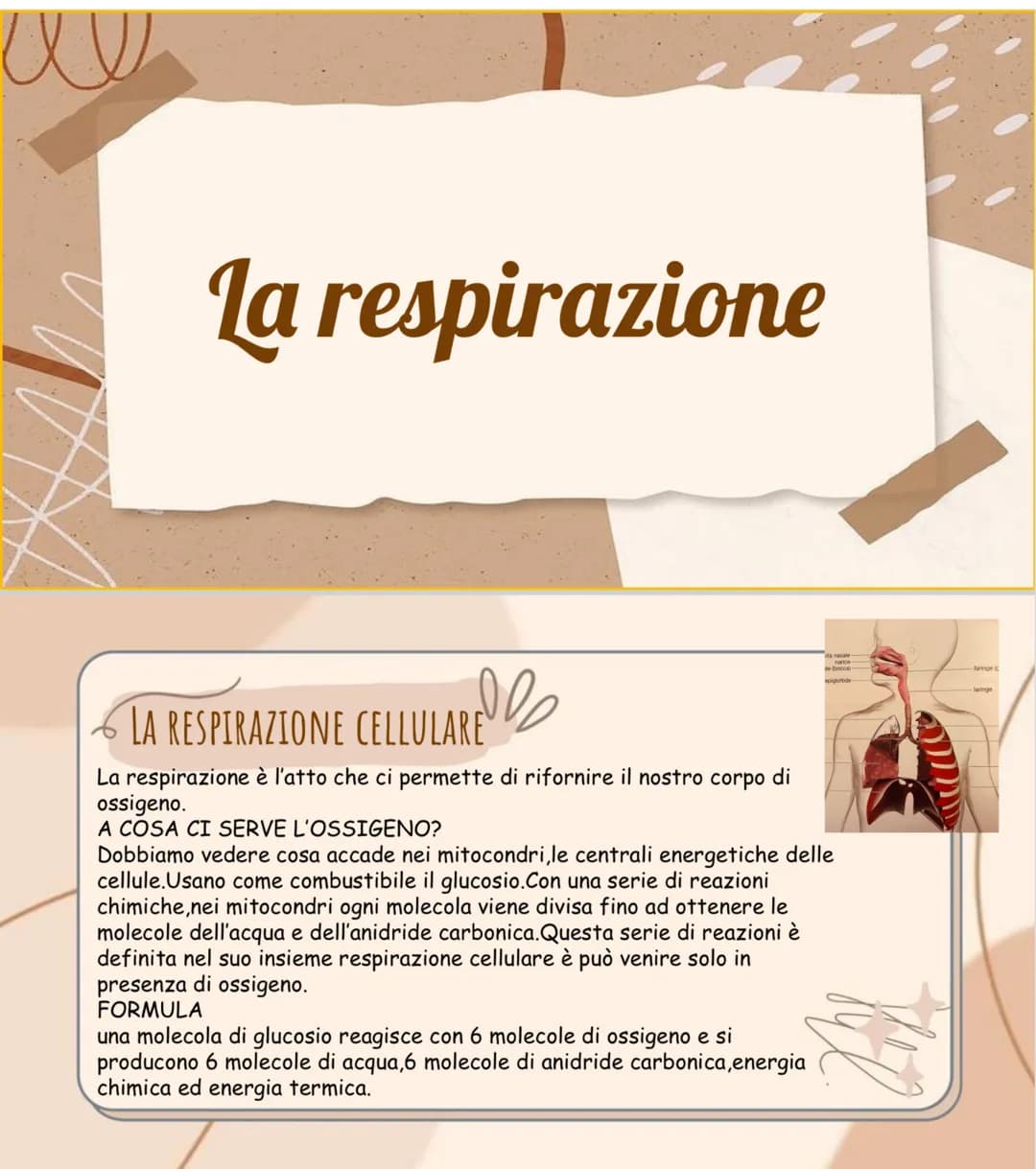 се
La respirazione
AREle
LA RESPIRAZIONE CELLULARE
di
La respirazione è l'atto che ci permette di rifornire il nostro corpo
ossigeno.
A COSA