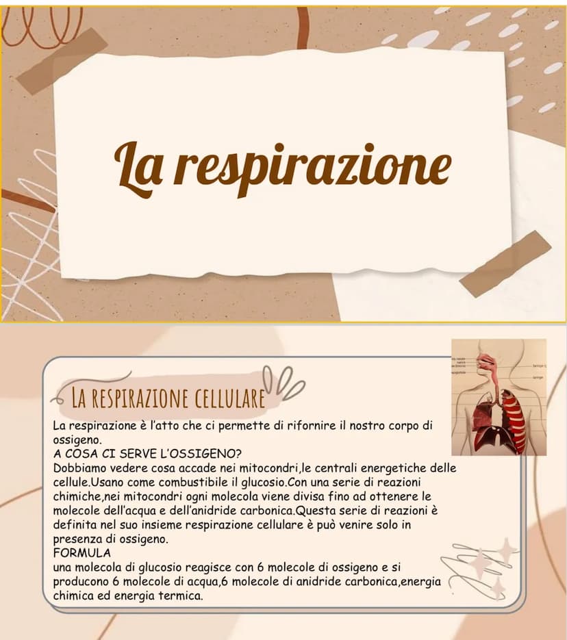 се
La respirazione
AREle
LA RESPIRAZIONE CELLULARE
di
La respirazione è l'atto che ci permette di rifornire il nostro corpo
ossigeno.
A COSA