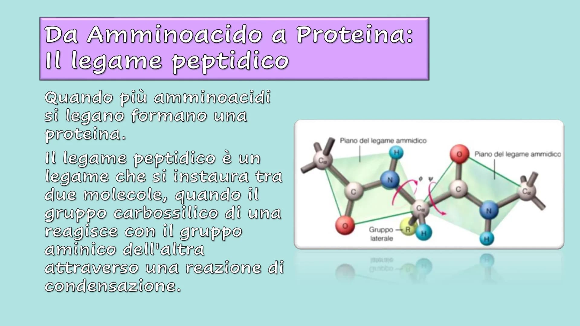 Le Proteine Cosa sono?
Proteine = polimeri
Amminoacidi = monomeri
Sono importanti?
Le proteine sono importanti.
Sono le molecole biologiche 