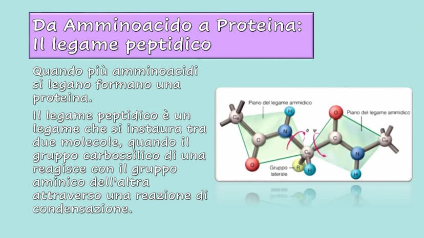 Le Proteine Cosa sono?
Proteine = polimeri
Amminoacidi = monomeri
Sono importanti?
Le proteine sono importanti.
Sono le molecole biologiche 