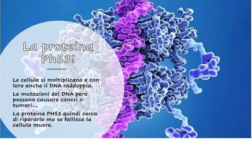 Le Proteine Cosa sono?
Proteine = polimeri
Amminoacidi = monomeri
Sono importanti?
Le proteine sono importanti.
Sono le molecole biologiche 