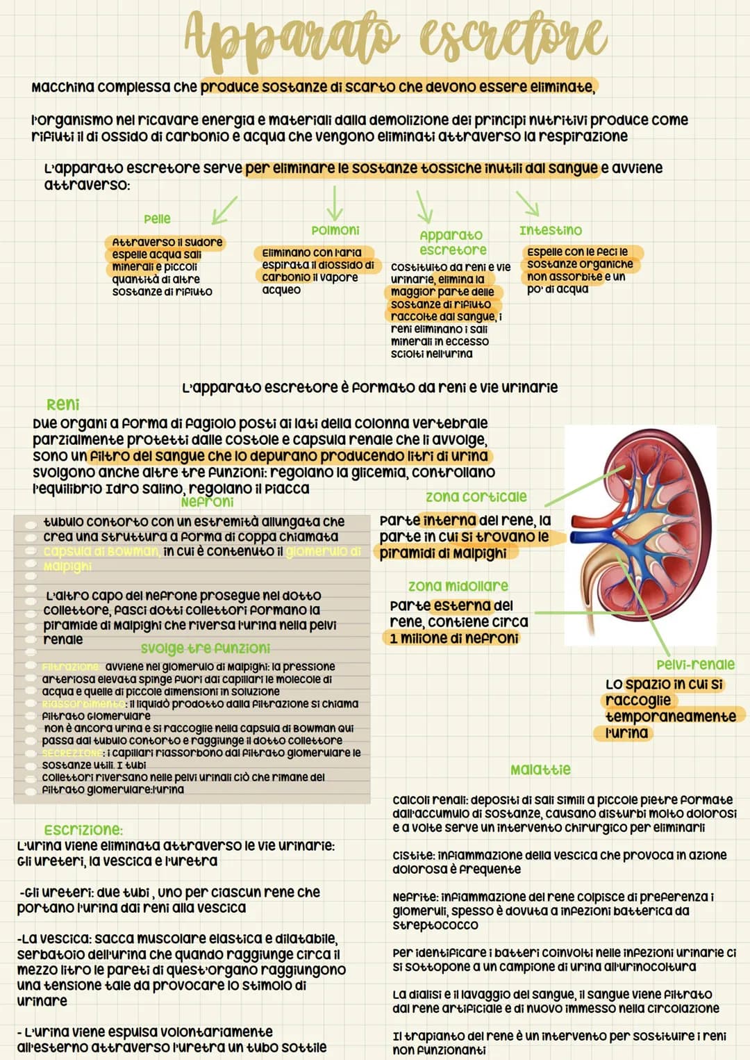 
<p>L'apparato escretore è un sistema complesso che produce sostanze di scarto che devono essere eliminate dal corpo. Questo processo è esse