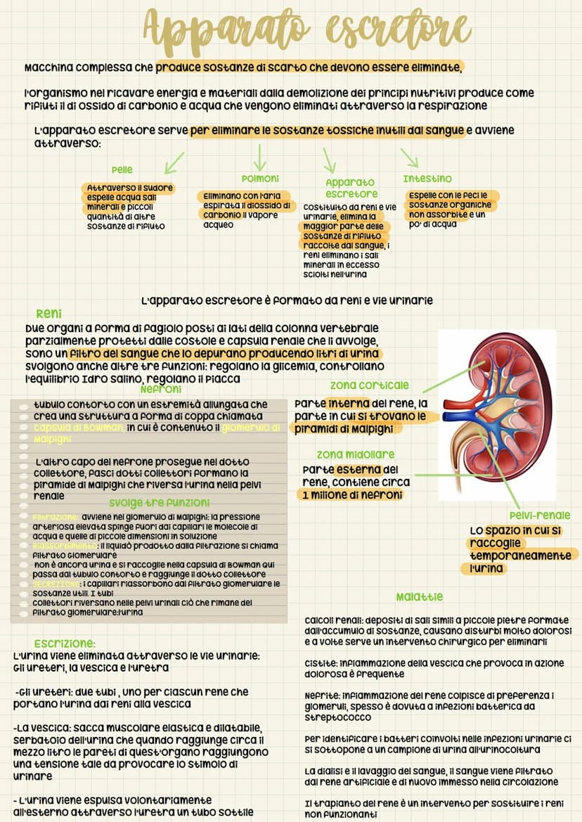 
<p>L'apparato escretore è un sistema complesso che produce sostanze di scarto che devono essere eliminate dal corpo. Questo processo è esse