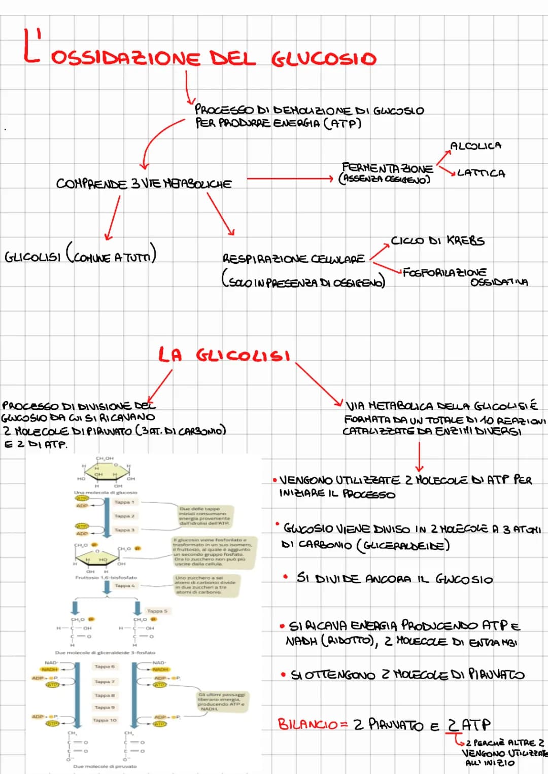 Metabolismo del Glucosio: Glicolisi e Ciclo di Krebs Spiegati Semplicemente