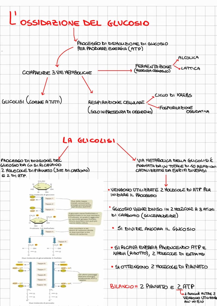 
<p>L'ossidazione del glucosio comprende tre vie metaboliche: la glicolisi (comune a tutti), il ciclo di Krebs e la fosforilazione ossidativ