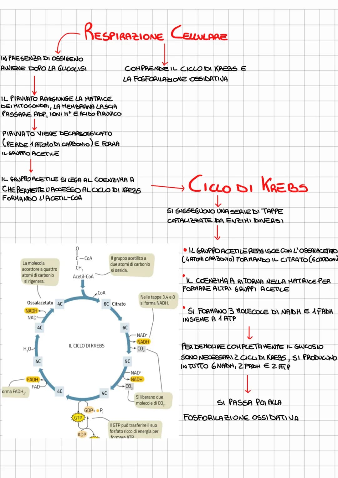 
<p>L'ossidazione del glucosio comprende tre vie metaboliche: la glicolisi (comune a tutti), il ciclo di Krebs e la fosforilazione ossidativ