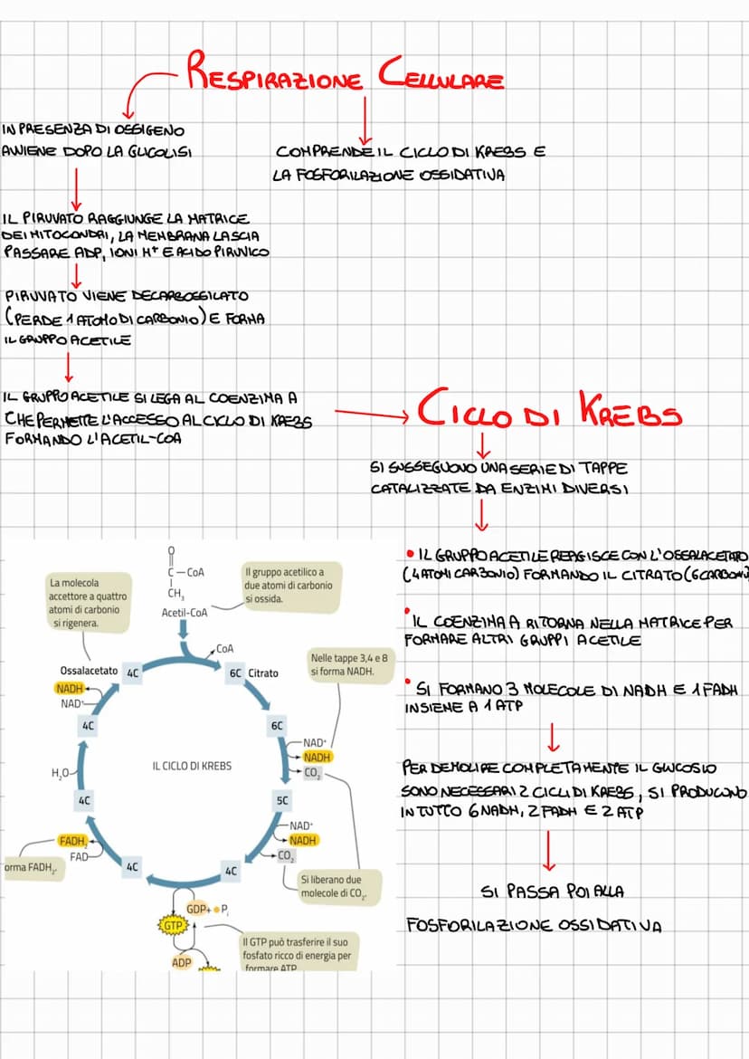 
<p>L'ossidazione del glucosio comprende tre vie metaboliche: la glicolisi (comune a tutti), il ciclo di Krebs e la fosforilazione ossidativ