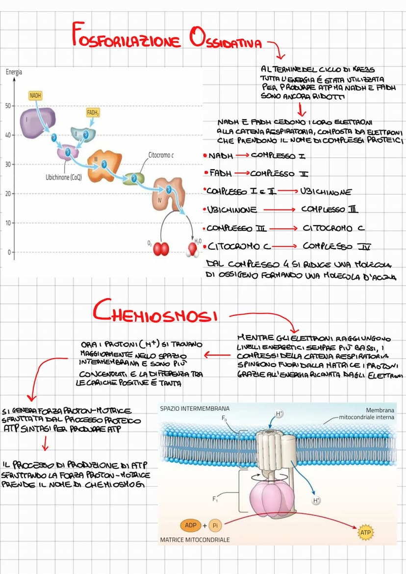 
<p>L'ossidazione del glucosio comprende tre vie metaboliche: la glicolisi (comune a tutti), il ciclo di Krebs e la fosforilazione ossidativ