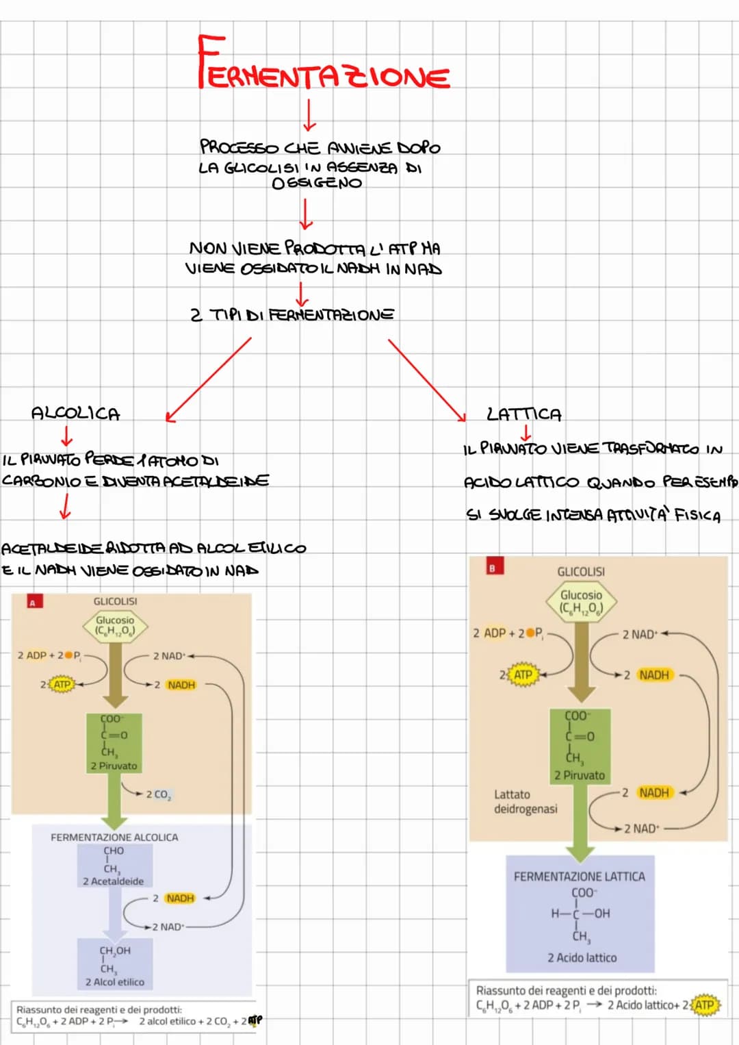 
<p>L'ossidazione del glucosio comprende tre vie metaboliche: la glicolisi (comune a tutti), il ciclo di Krebs e la fosforilazione ossidativ