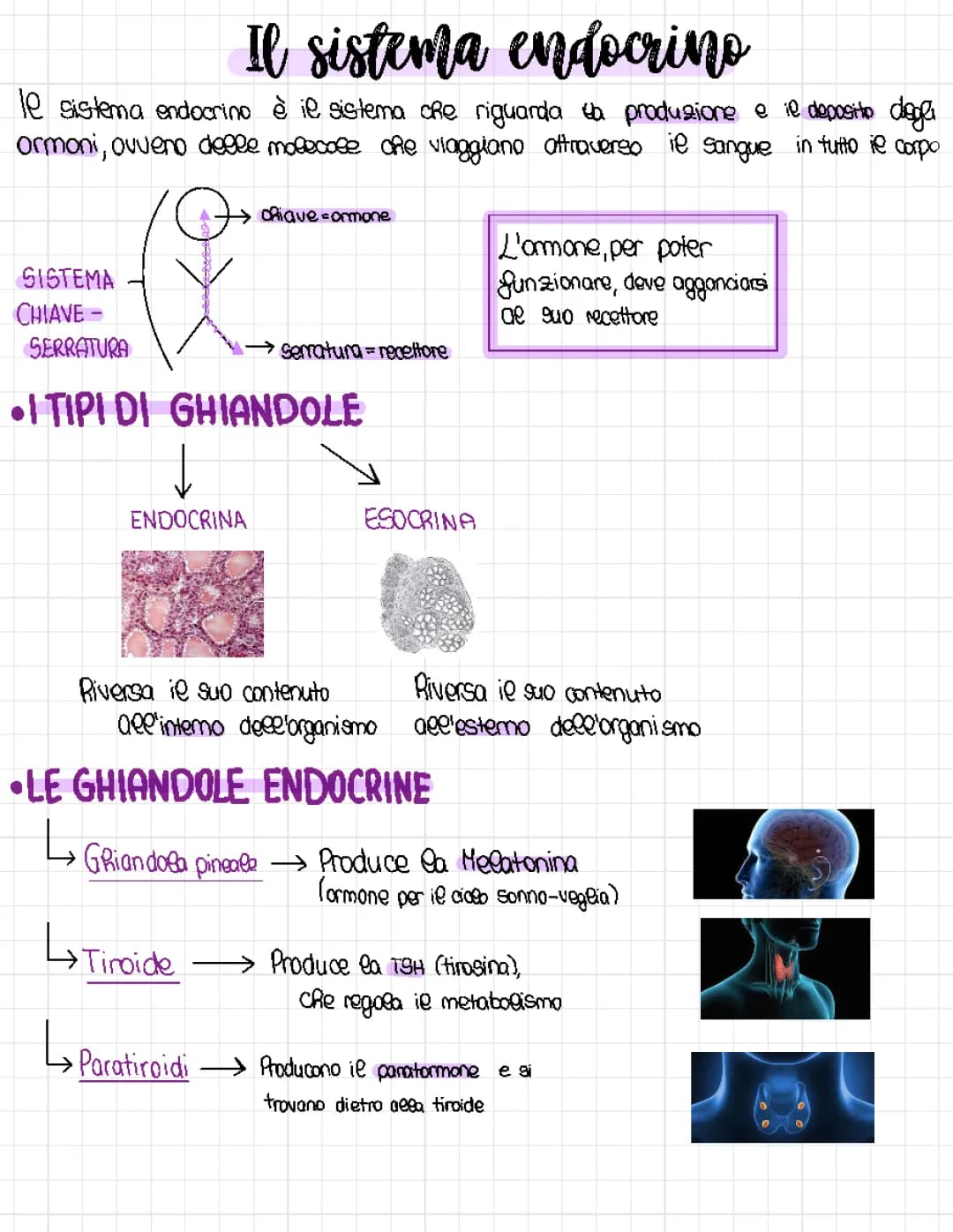 Il sistema endocrino