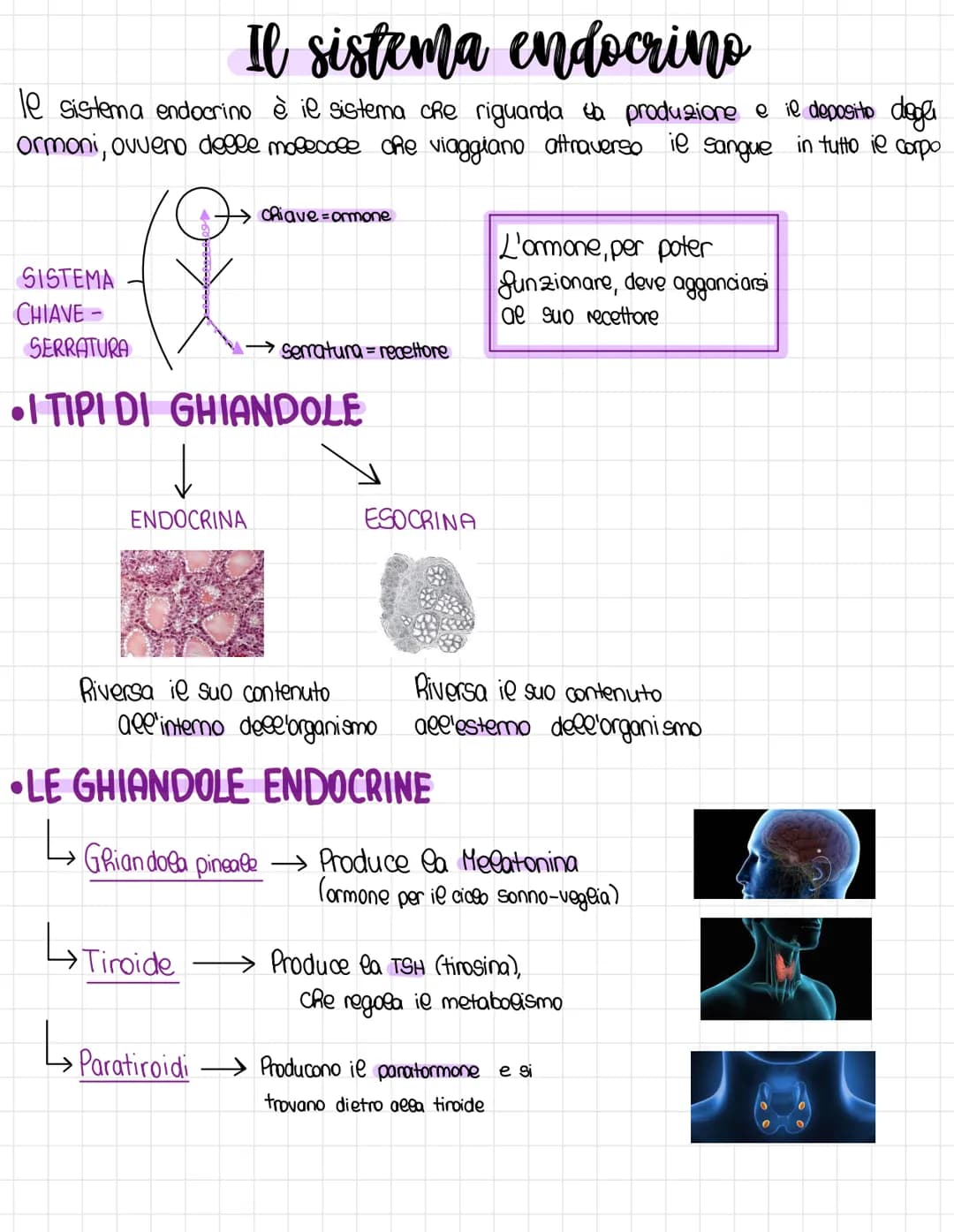 Il sistema endocrino
le sistema endocrino è il sistema che riguarda la produzione e il deposito degli
ormoni, ovveno delle molecose che viag