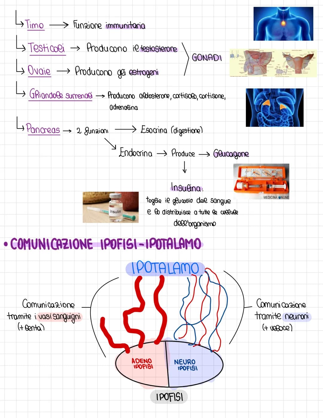 Il sistema endocrino
le sistema endocrino è il sistema che riguarda la produzione e il deposito degli
ormoni, ovveno delle molecose che viag