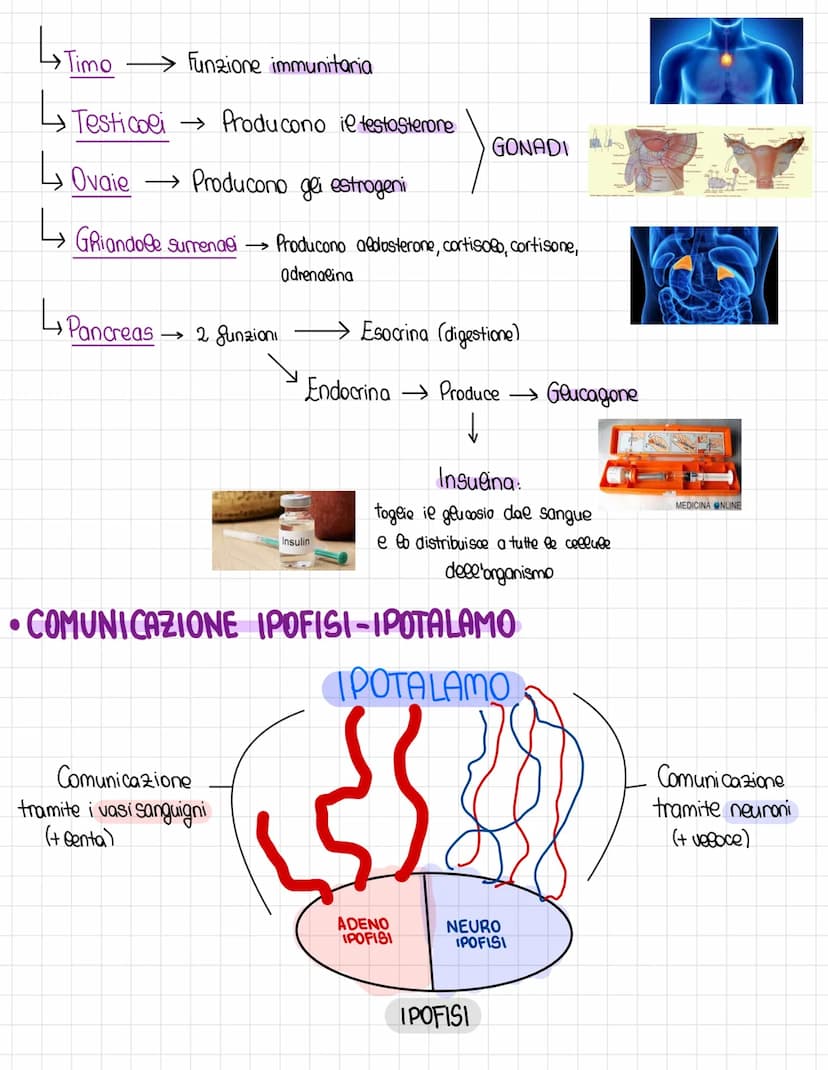 Il sistema endocrino
le sistema endocrino è il sistema che riguarda la produzione e il deposito degli
ormoni, ovveno delle molecose che viag
