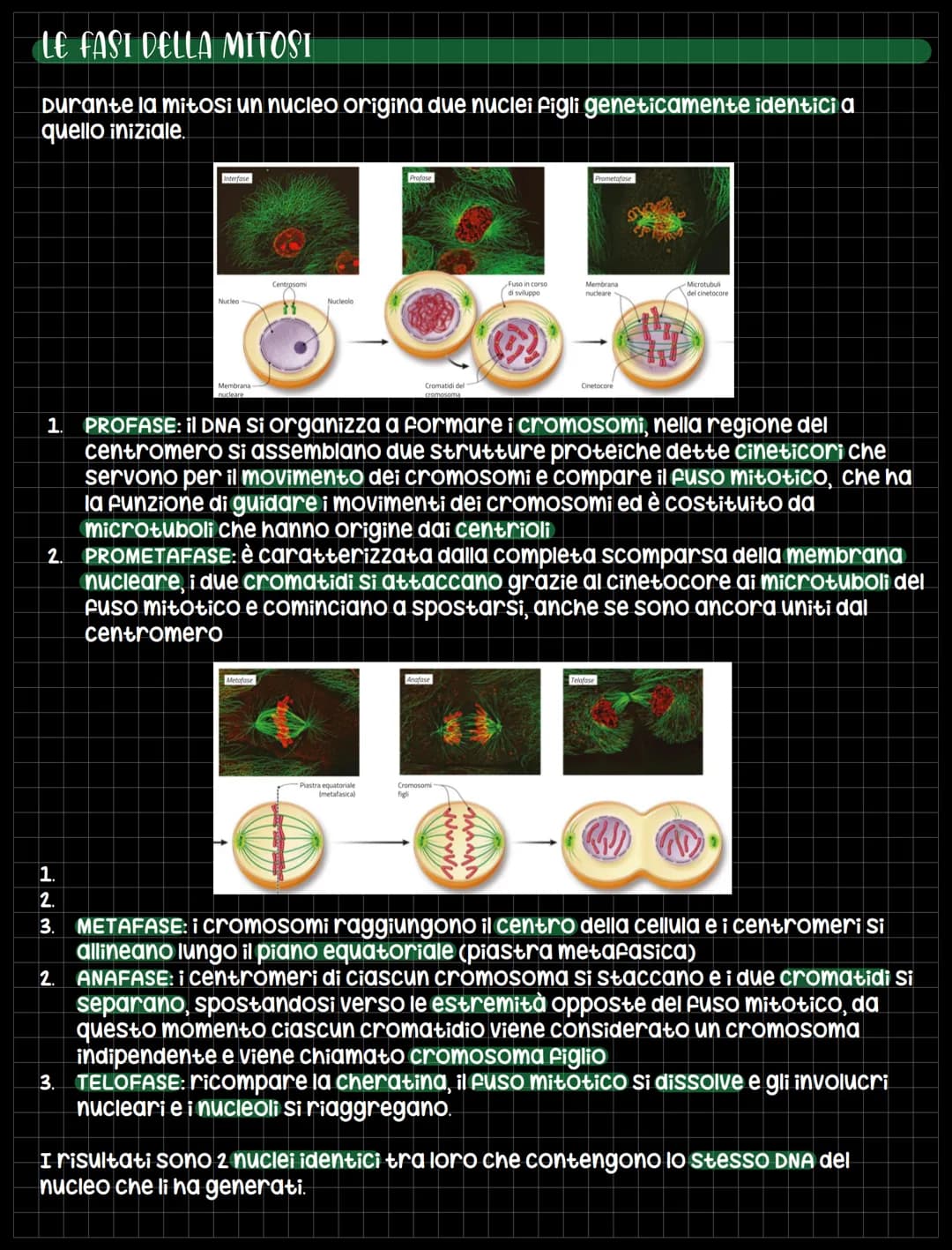 
<p>Una delle proprietà delle cellule è la capacità di riprodursi tramite la divisione cellulare, un processo con il quale una cellula si di