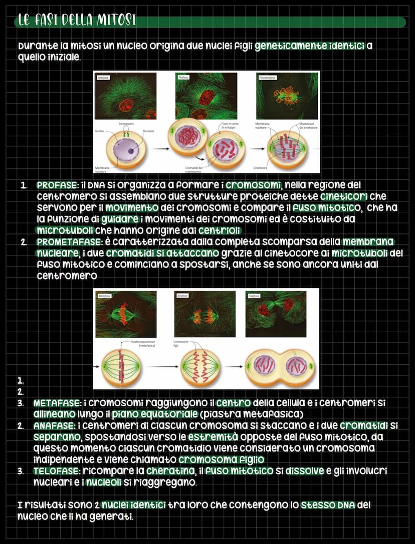 
<p>Una delle proprietà delle cellule è la capacità di riprodursi tramite la divisione cellulare, un processo con il quale una cellula si di