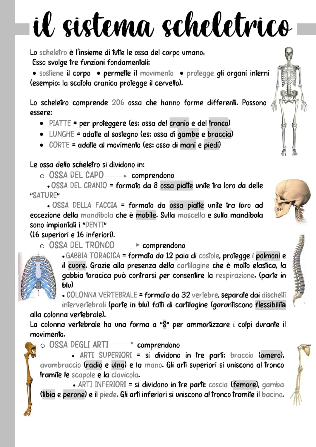 il sistema scheletrico 