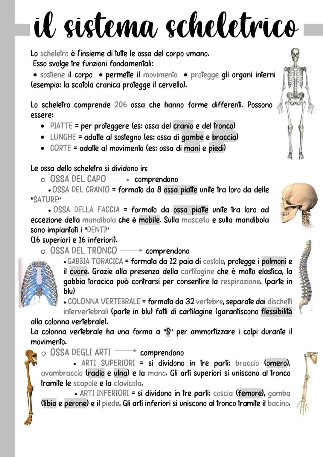 il sistema scheletrico
Lo scheletro è l'insieme di tutte le ossa del corpo umano.
Esso svolge tre funzioni fondamentali:
• sostiene il corpo