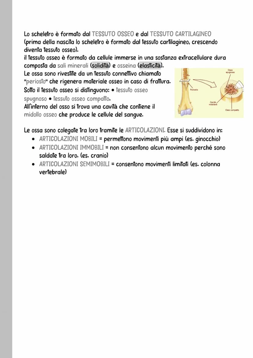 il sistema scheletrico
Lo scheletro è l'insieme di tutte le ossa del corpo umano.
Esso svolge tre funzioni fondamentali:
• sostiene il corpo
