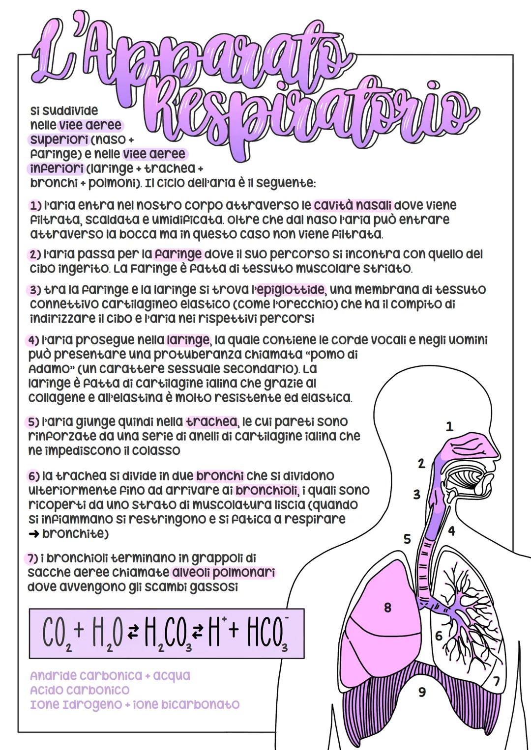 # L'Apparato
Respiraprio

si suddivide
nelle viee aeree
superiori (naso +
faringe) e nelle viee aeree
inferiori (laringe + trachea +
bronchi