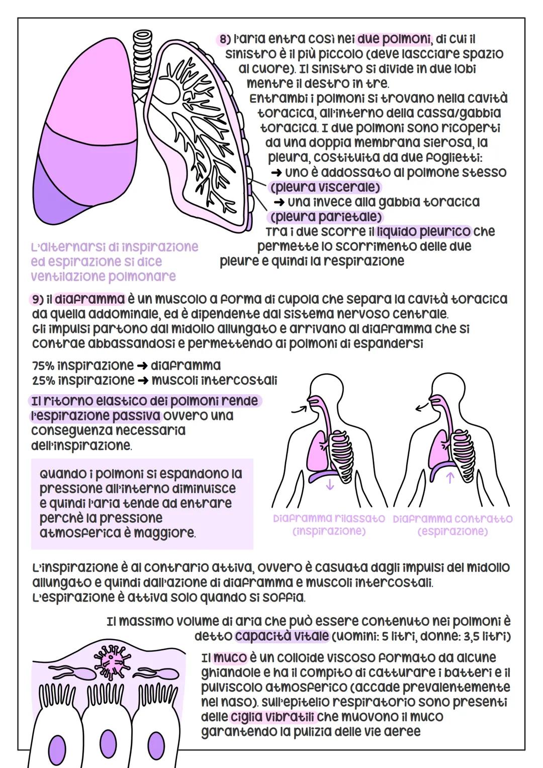 # L'Apparato
Respiraprio

si suddivide
nelle viee aeree
superiori (naso +
faringe) e nelle viee aeree
inferiori (laringe + trachea +
bronchi