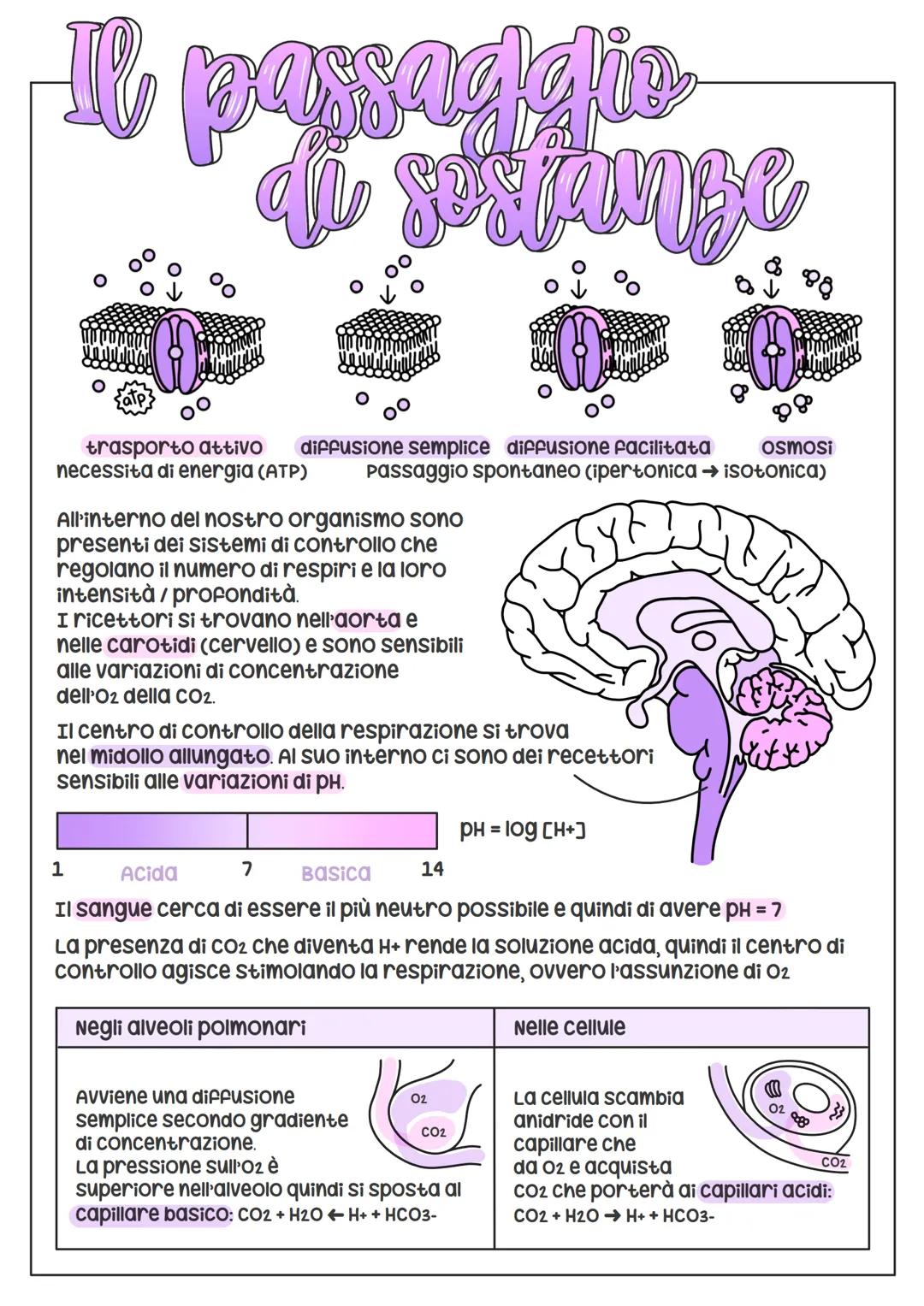 # L'Apparato
Respiraprio

si suddivide
nelle viee aeree
superiori (naso +
faringe) e nelle viee aeree
inferiori (laringe + trachea +
bronchi