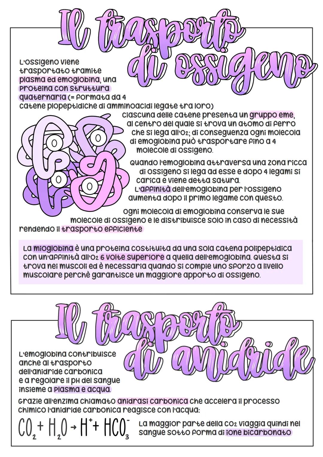 # L'Apparato
Respiraprio

si suddivide
nelle viee aeree
superiori (naso +
faringe) e nelle viee aeree
inferiori (laringe + trachea +
bronchi