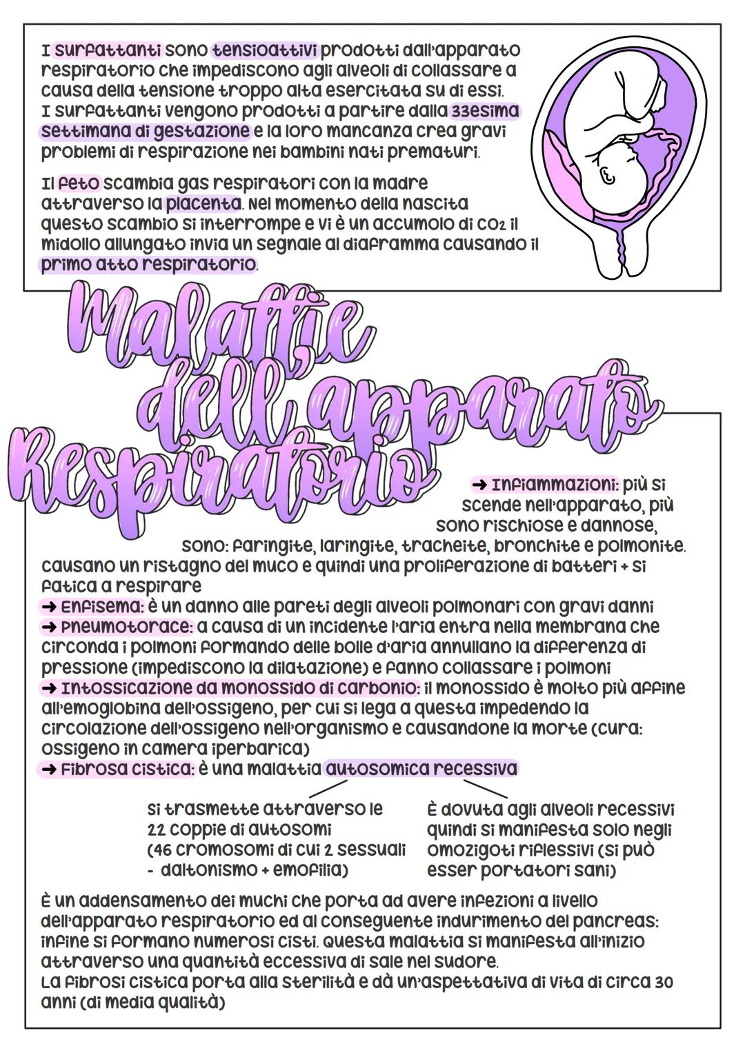 # L'Apparato
Respiraprio

si suddivide
nelle viee aeree
superiori (naso +
faringe) e nelle viee aeree
inferiori (laringe + trachea +
bronchi