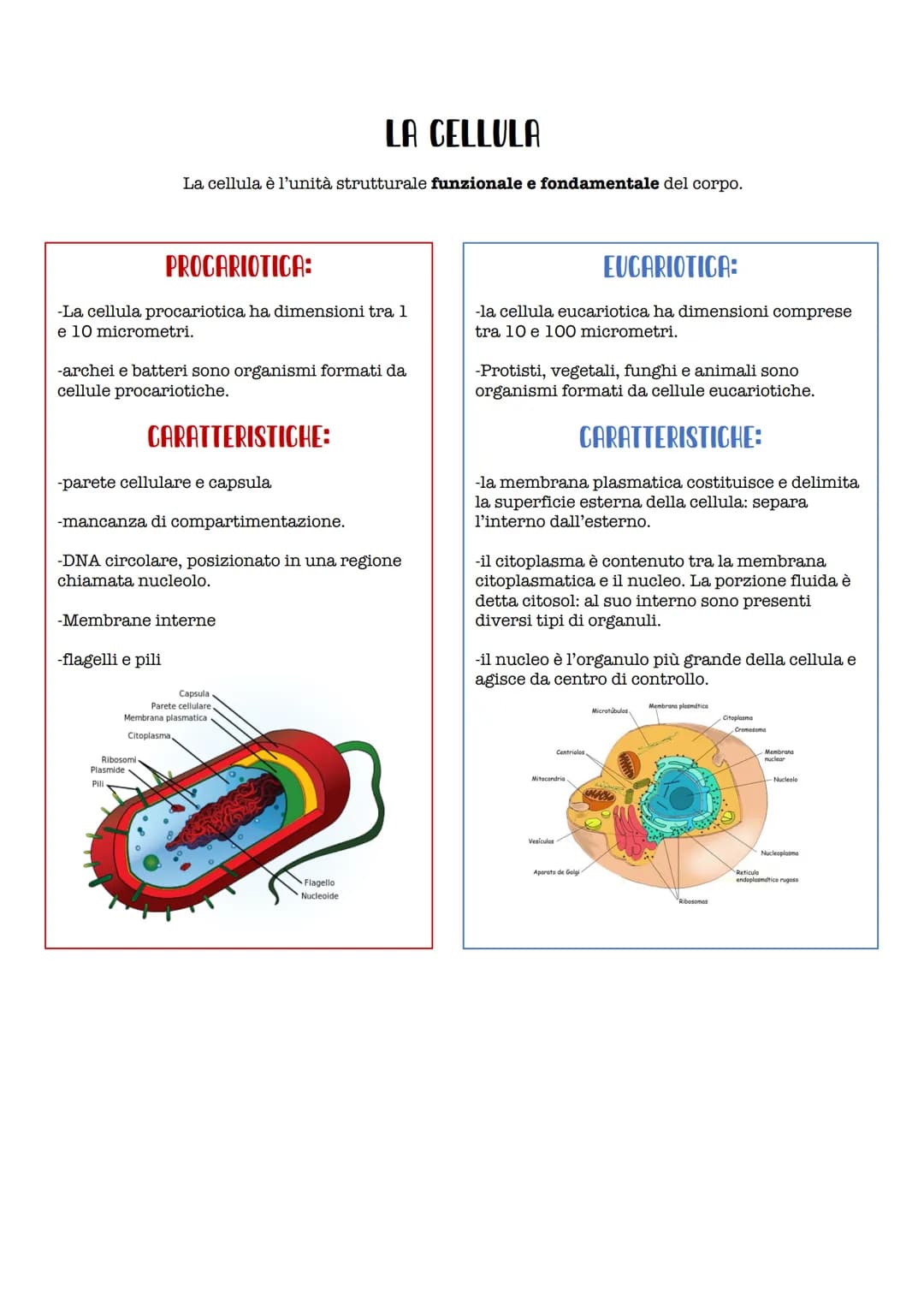 PROCARIOTICA:
-La cellula procariotica ha dimensioni tra 1
e 10 micrometri.
LA CELLULA
La cellula è l'unità strutturale funzionale e fondame