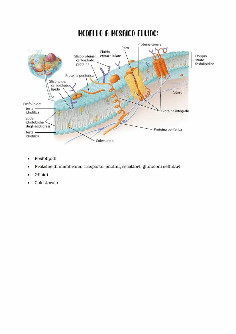 PROCARIOTICA:
-La cellula procariotica ha dimensioni tra 1
e 10 micrometri.
LA CELLULA
La cellula è l'unità strutturale funzionale e fondame
