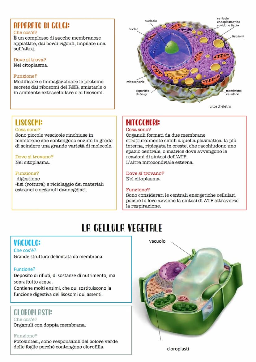 PROCARIOTICA:
-La cellula procariotica ha dimensioni tra 1
e 10 micrometri.
LA CELLULA
La cellula è l'unità strutturale funzionale e fondame