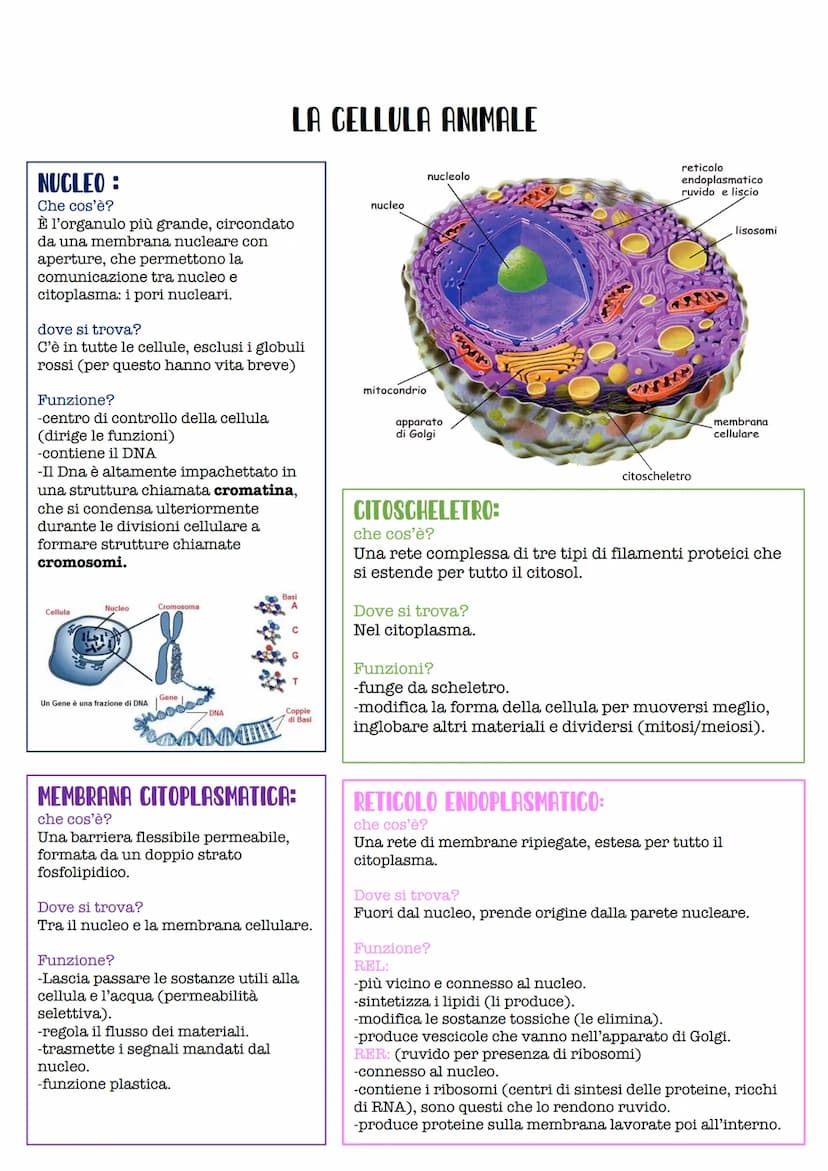 PROCARIOTICA:
-La cellula procariotica ha dimensioni tra 1
e 10 micrometri.
LA CELLULA
La cellula è l'unità strutturale funzionale e fondame