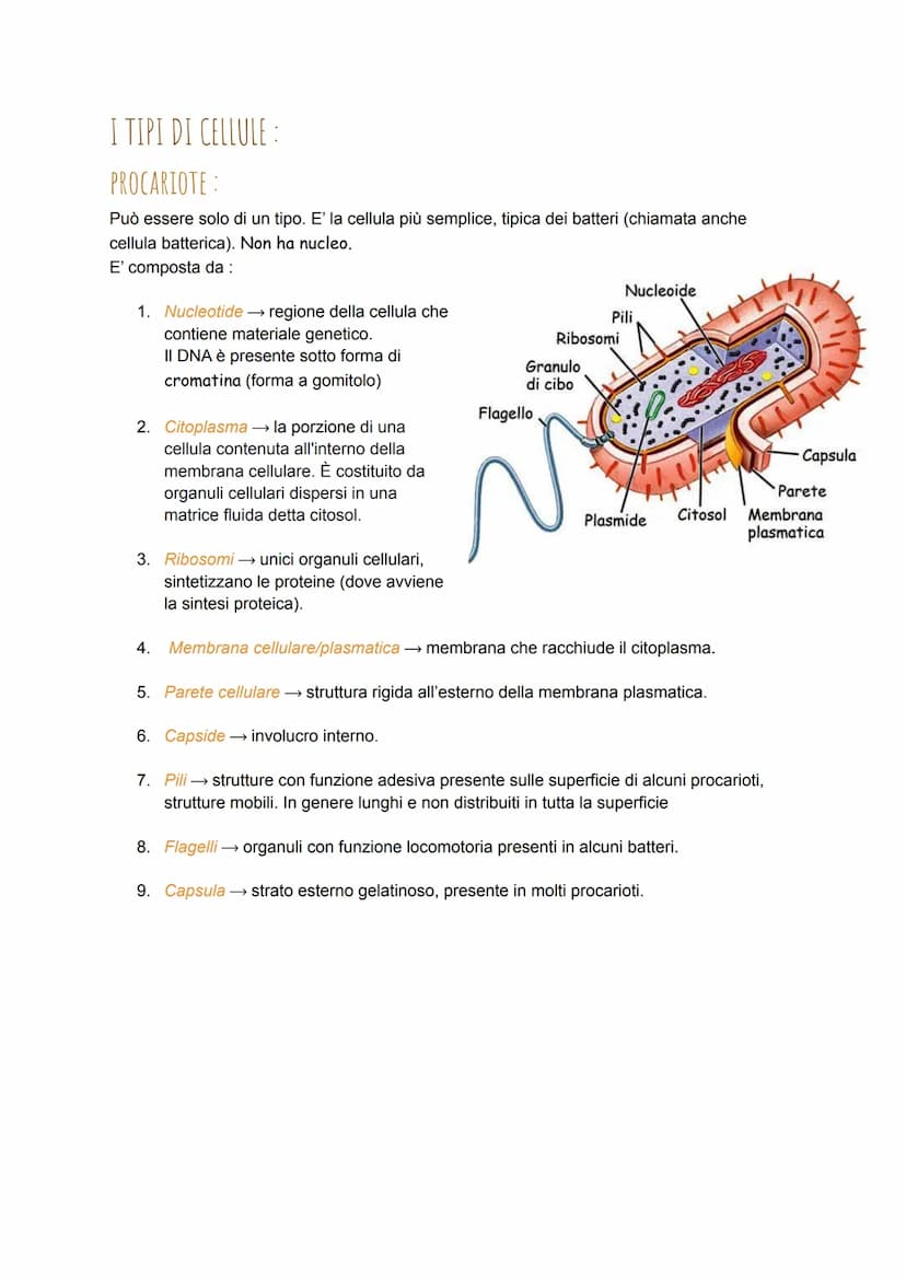 LE CELLULE
Tutti gli esseri viventi sono costituiti da una o più cellule. La loro forma è legata alla funzione
che si svolgono.
Robert Hooke